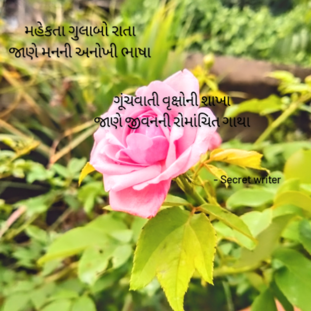 Gujarati Shayri by Secret Writer : 111783551