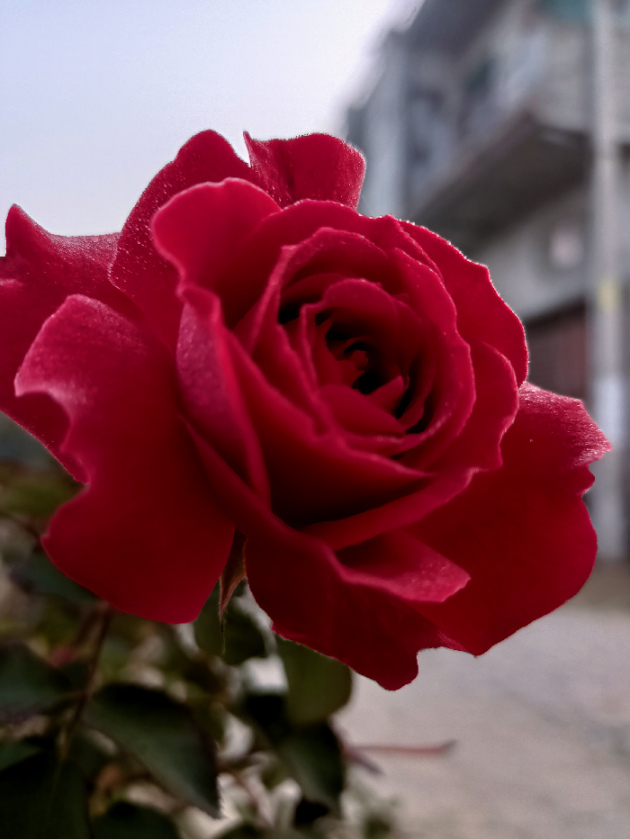 Hindi Blog by A.P : 111786947