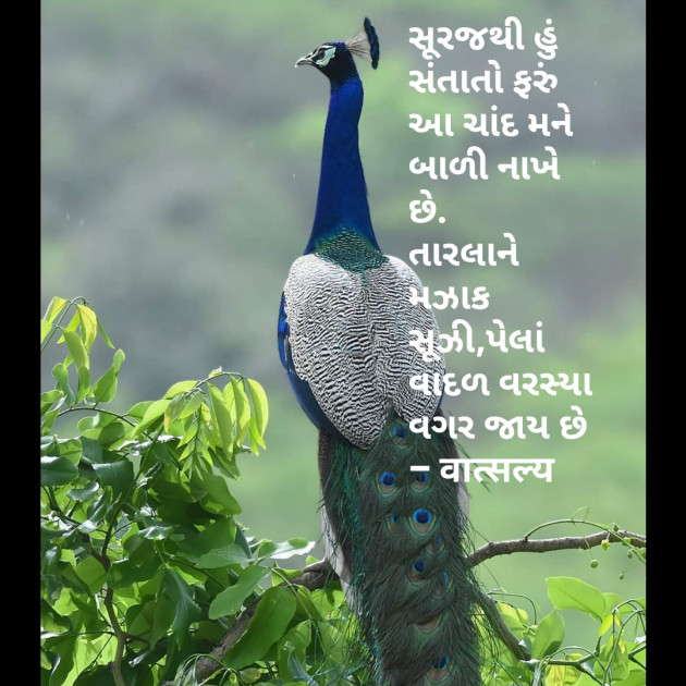 Gujarati Shayri by वात्सल्य : 111794644