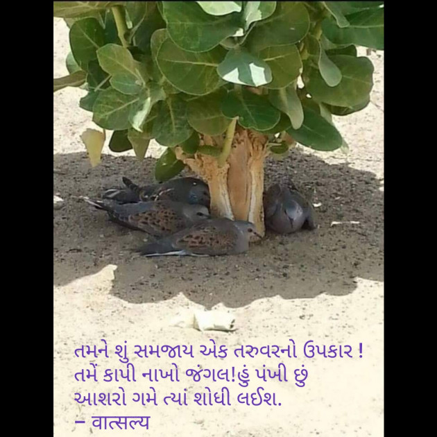 Gujarati Shayri by वात्सल्य : 111797444
