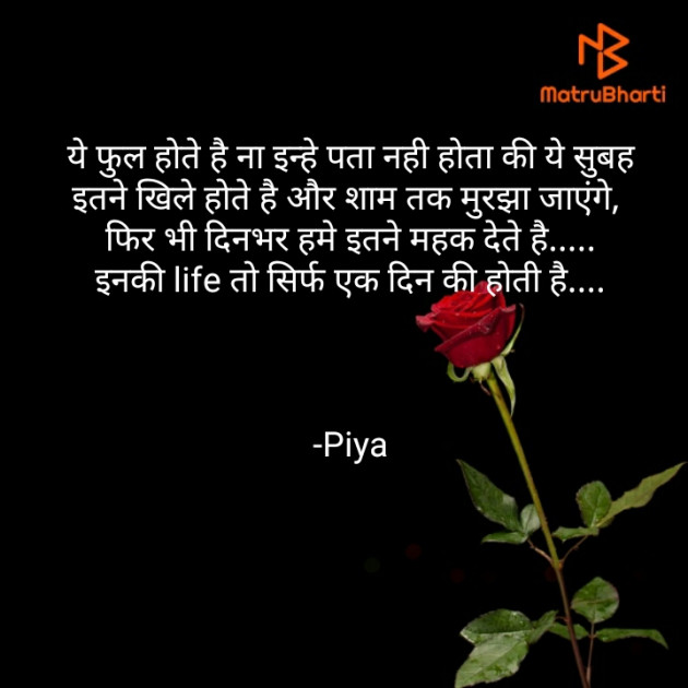 Hindi Blog by Piya : 111806635