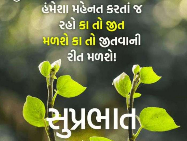 Gujarati Whatsapp-Status by Zala Jayvirsinh : 111816971