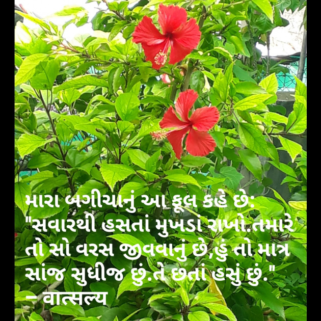 Gujarati Quotes by वात्सल्य : 111821911