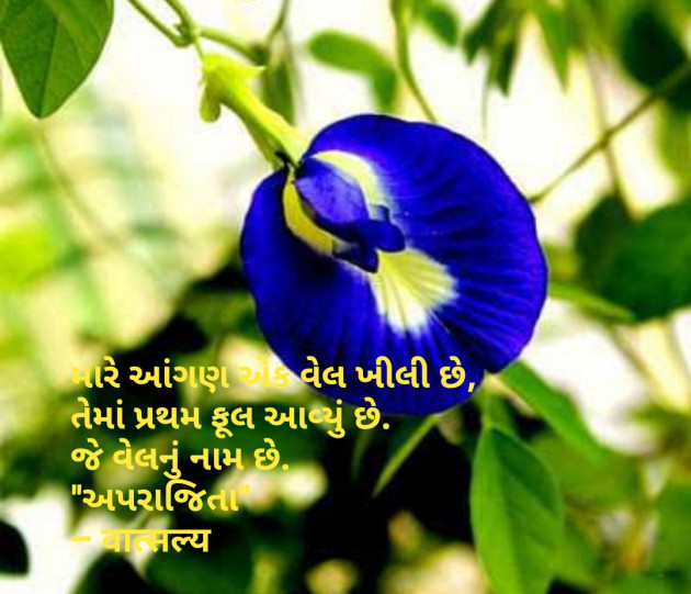 Gujarati Good Evening by वात्सल्य : 111822117