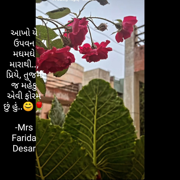 Gujarati Shayri by Mrs Farida Desar : 111823697