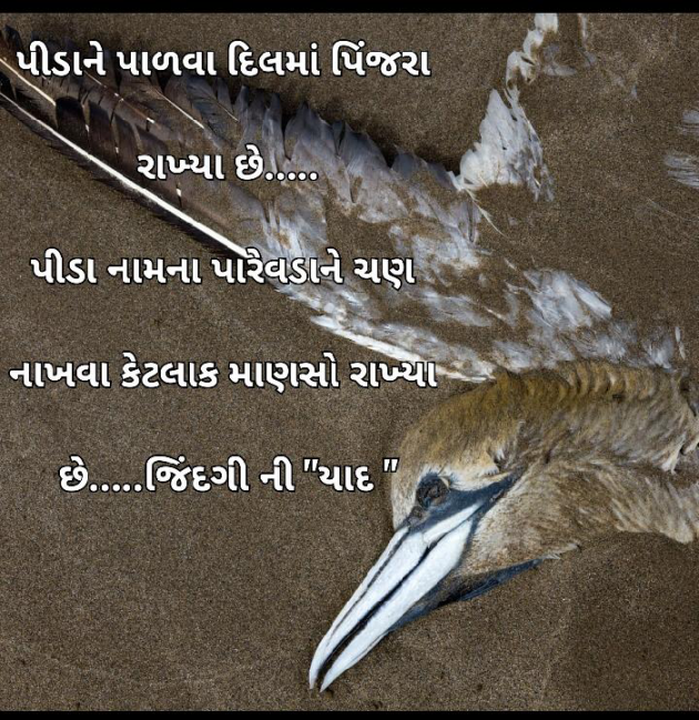 Gujarati Whatsapp-Status by Tr Ajit : 111832846