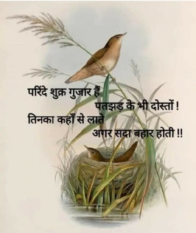 Gujarati Thought by Ridj : 111845264