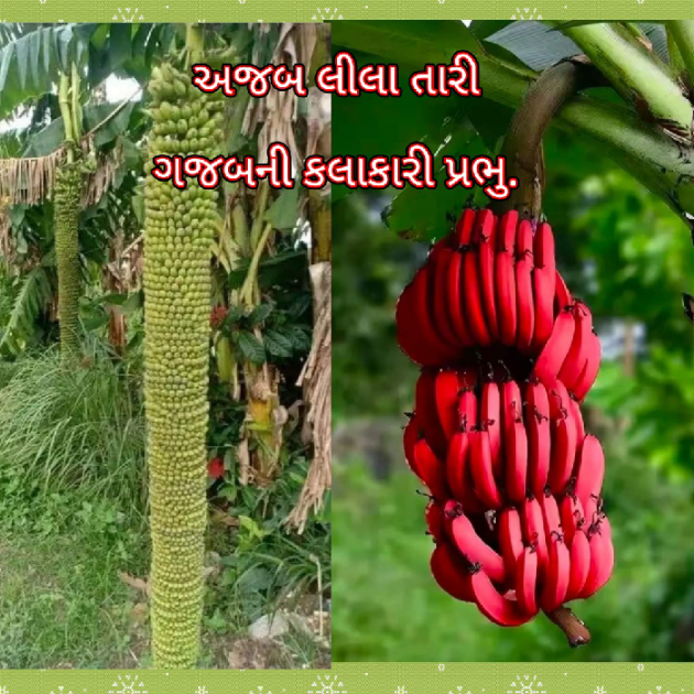 Gujarati Blog by Bhavna Bhatt : 111867226