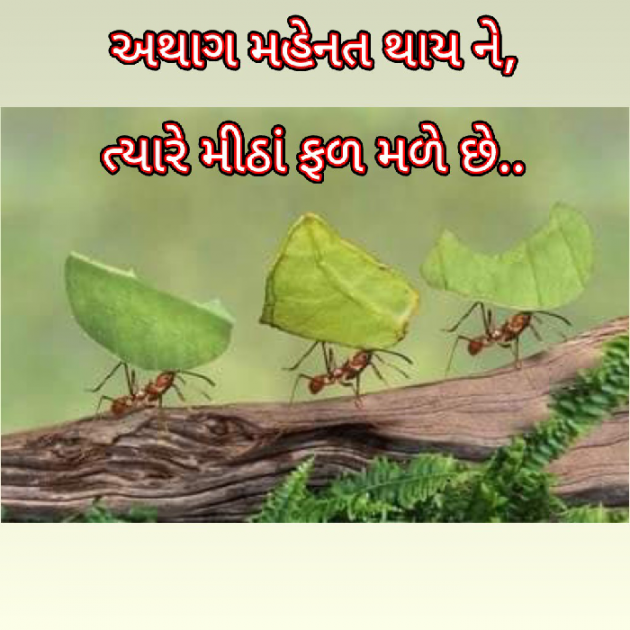 Gujarati Blog by Bhavna Bhatt : 111870183