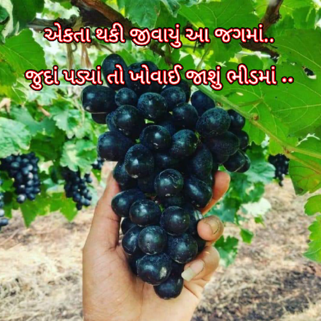 Gujarati Blog by Bhavna Bhatt : 111870317