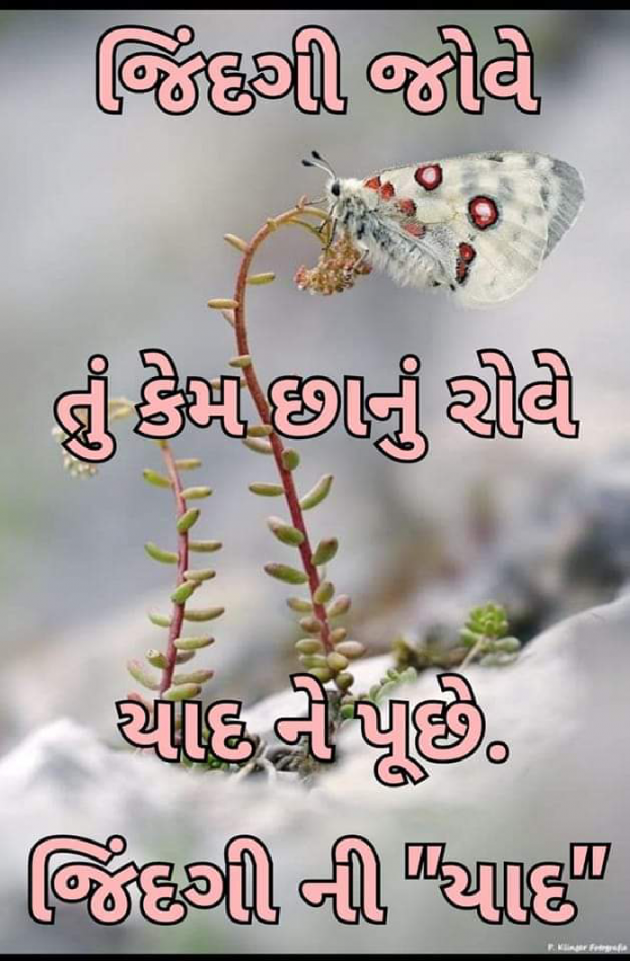 Gujarati Whatsapp-Status by Ajit : 111872184