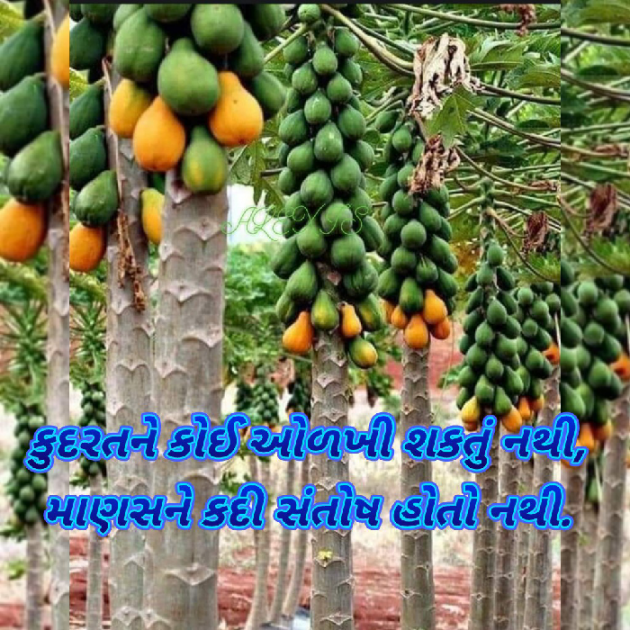 Gujarati Blog by Bhavna Bhatt : 111872812