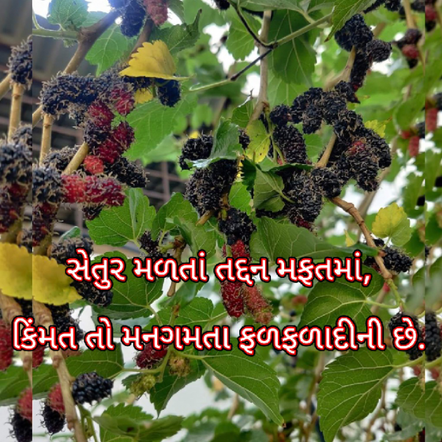 Gujarati Blog by Bhavna Bhatt : 111873390