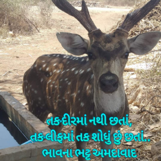 Gujarati Blog by Bhavna Bhatt : 111882486