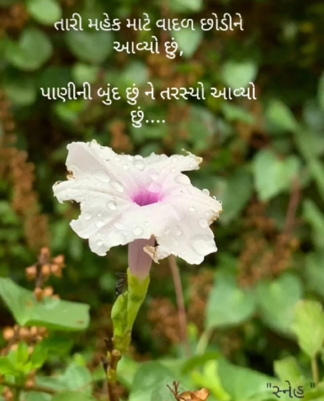 Gujarati Poem by Rajshree Rathod : 111884583