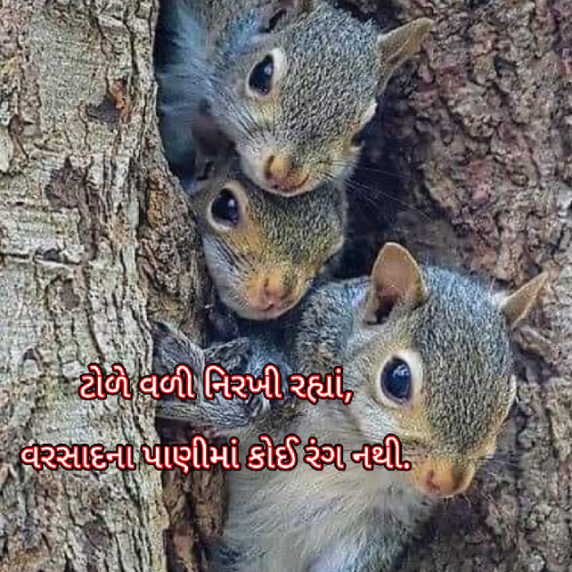 Gujarati Blog by Bhavna Bhatt : 111886793