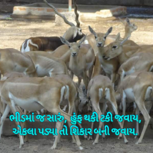 Gujarati Blog by Bhavna Bhatt : 111890632