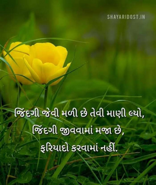 Gujarati Whatsapp-Status by Zala Jayvirsinh : 111895755