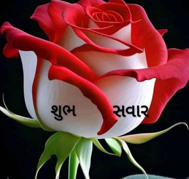 Gujarati Whatsapp-Status by Zala Jayvirsinh : 111907207