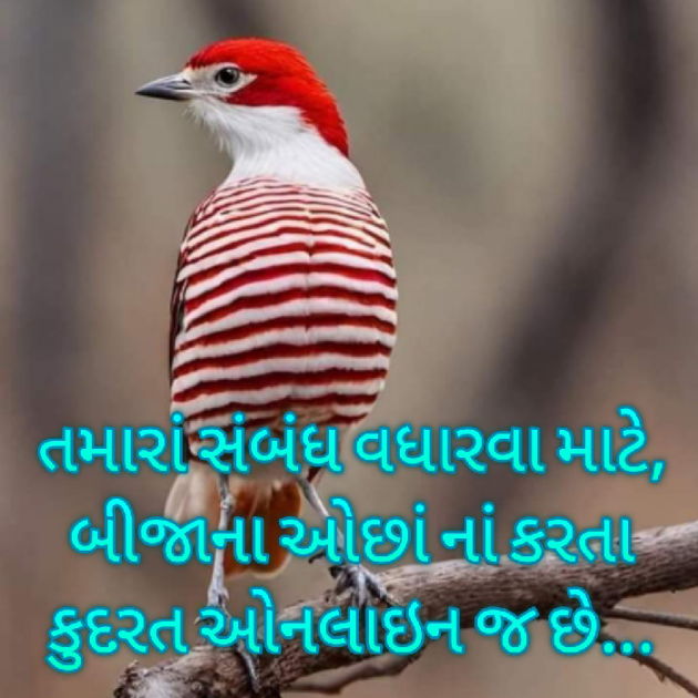 Gujarati Blog by Bhavna Bhatt : 111917041