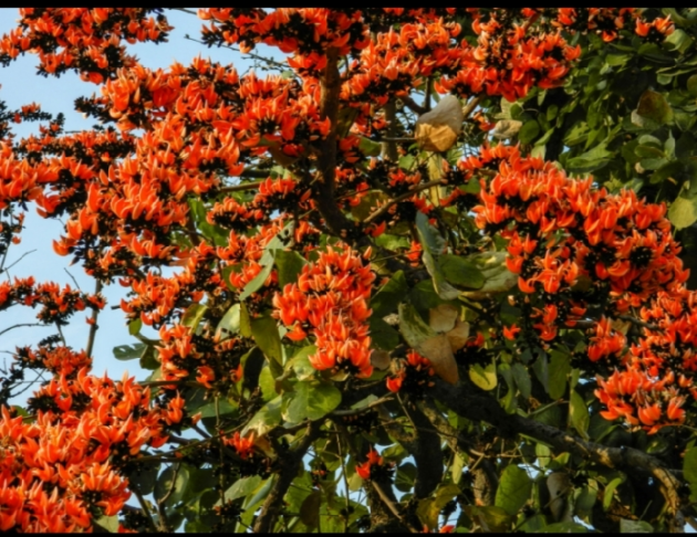 Gujarati Poem by Rekha Detroja : 111920547