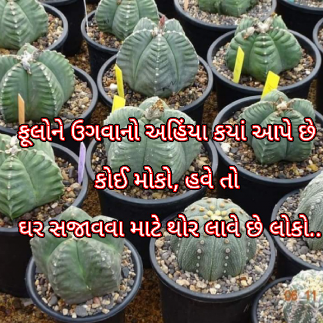 Gujarati Blog by Bhavna Bhatt : 111938545