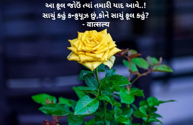 Gujarati Shayri by वात्सल्य : 111944963