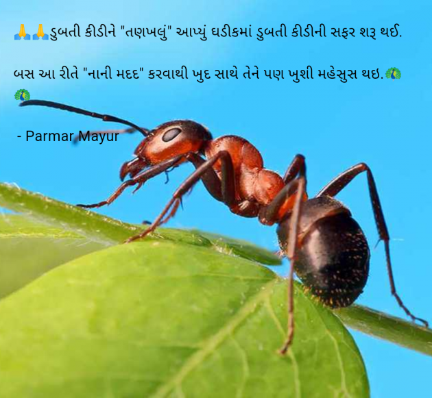 Gujarati Good Morning by Parmar Mayur : 111965074