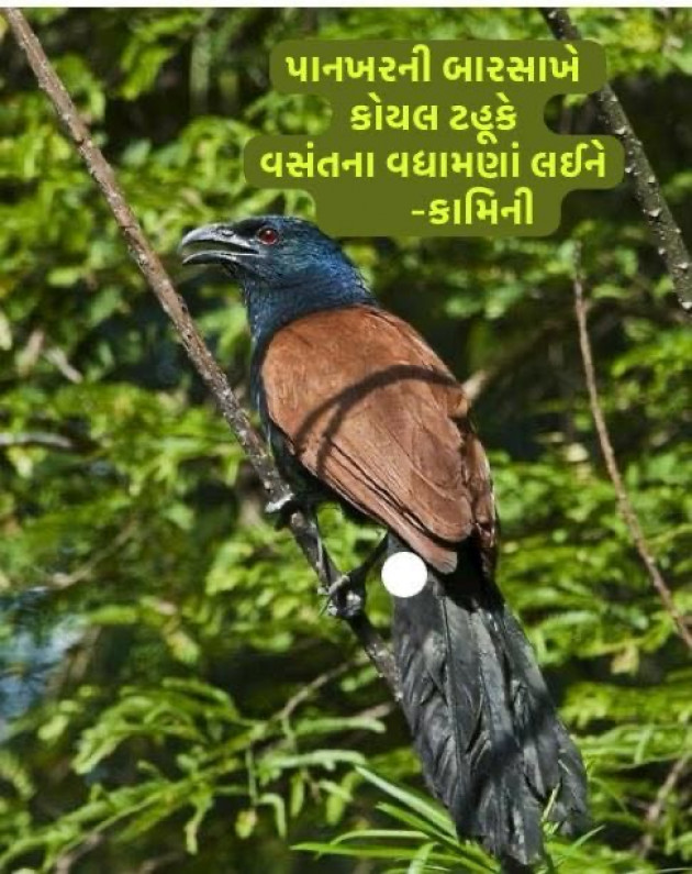 Gujarati Poem by Kamini Shah : 111967526