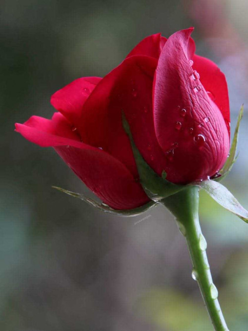 Post by બદનામ રાજા on 07-Apr-2025 02:23am
