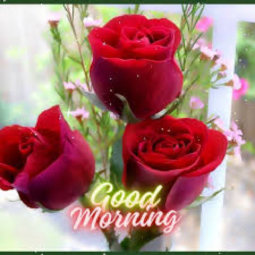 Post by kattupaya s on 12-May-2025 08:10am