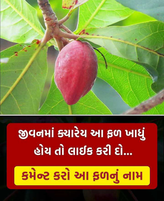 Gujarati Motivational by Manish Patel : 111979000