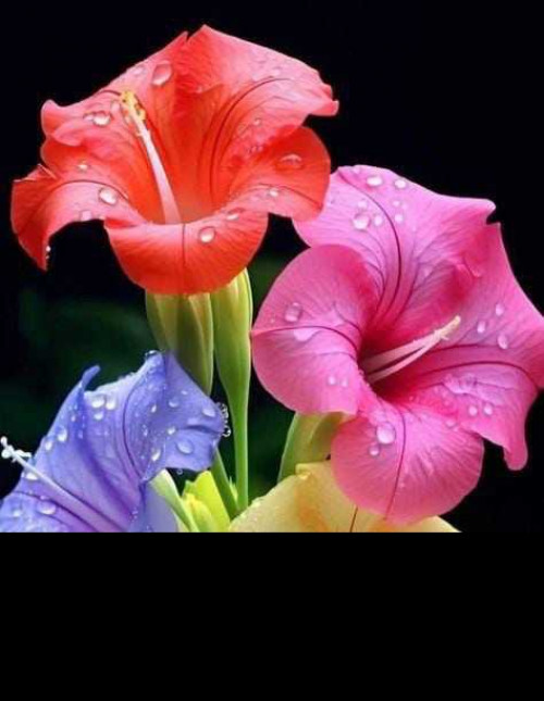 Post by Manoj kumar shukla on 20-May-2025 09:41am