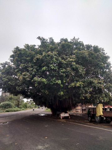 parmarmayur6557