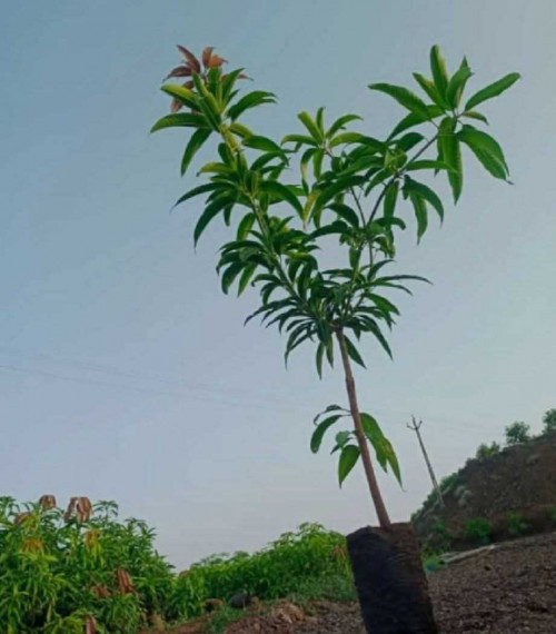 Post by वात्सल्य on 03-Jun-2025 10:40am