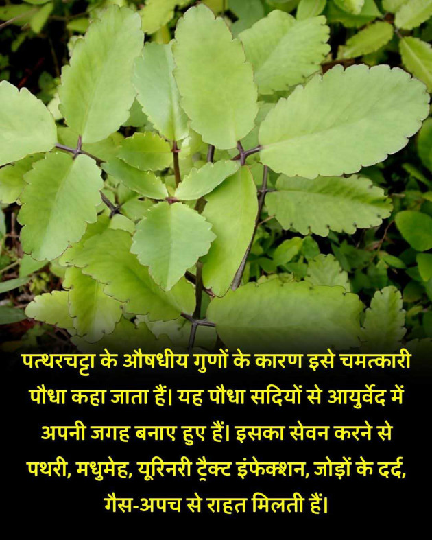 Hindi Motivational by Darkness : 111983564