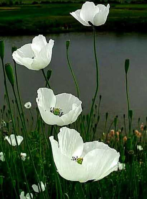 Post by Manoj kumar shukla on 28-Jun-2025 12:01pm