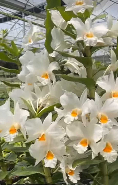 Post by DrAnamika on 01-Jul-2025 09:09am