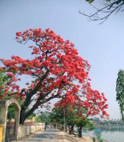 Post by DrAnamika on 06-Jul-2025 11:14am