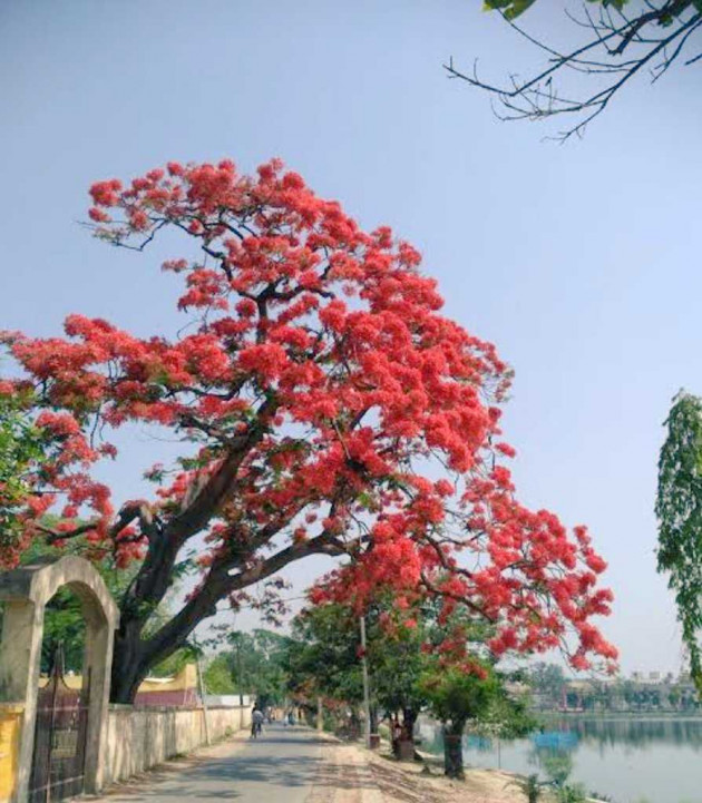 Hindi Shayri by DrAnamika : 111985856