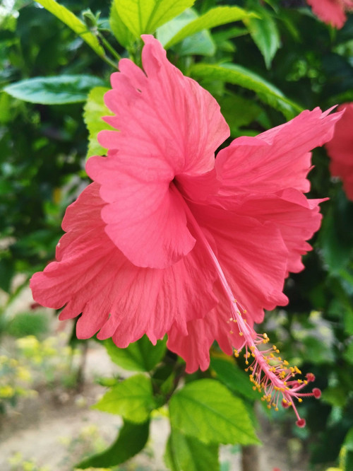 Post by वात्सल्य on 08-Jul-2025 08:32am
