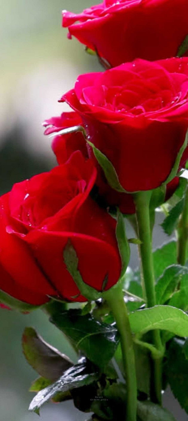 Hindi Quotes by મોહનભાઈ આનંદ : 111986608