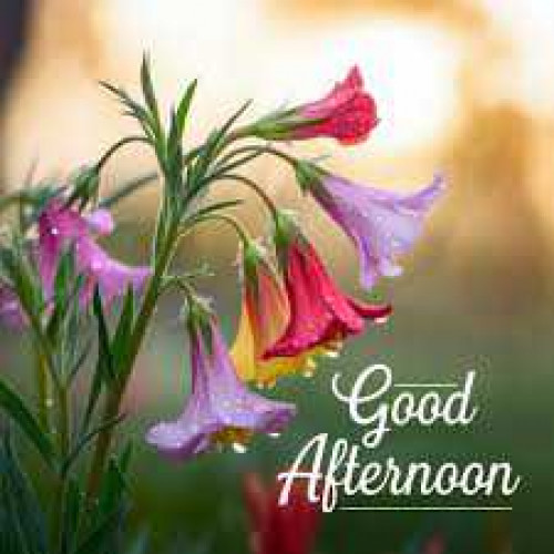 Post by kattupaya s on 16-Jul-2025 01:33pm