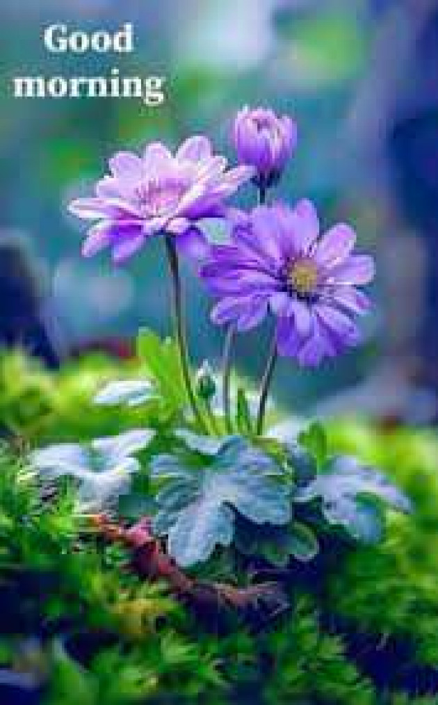 English Good Morning by kattupaya s : 111988329