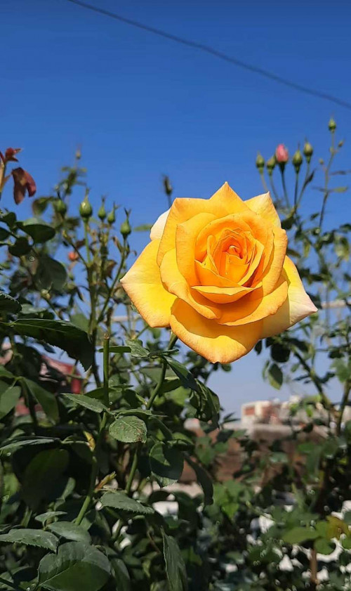 Post by DrAnamika on 22-Jul-2025 09:01am