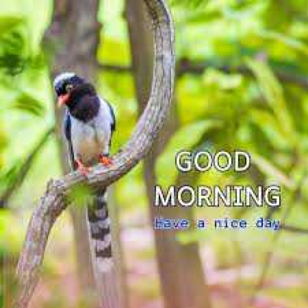 English Good Morning by kattupaya s : 111989169
